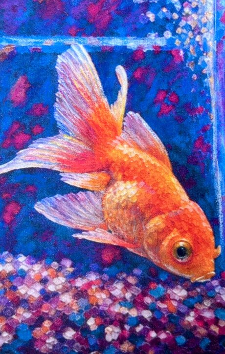 Goldy, a goldfish in orange and coral coloured pencil against deep blue water over speckled gravel