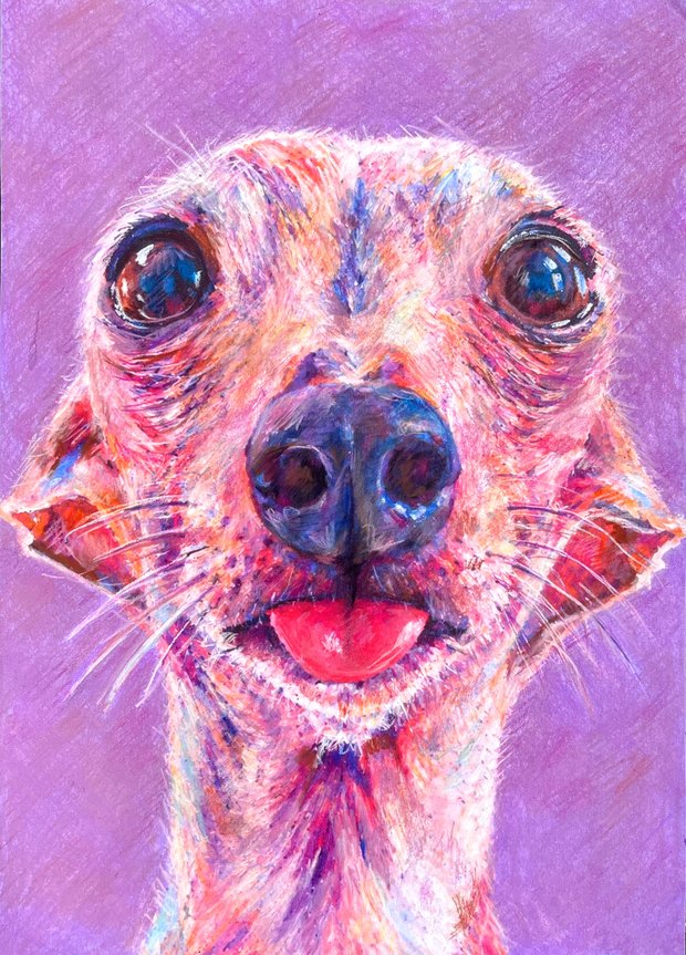 Luna, an Italian greyhound with her tongue out, drawn in coral and pink coloured pencil on a solid purple ground