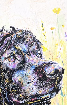 Buddy up close, his eye and brow with yellow meadow behind