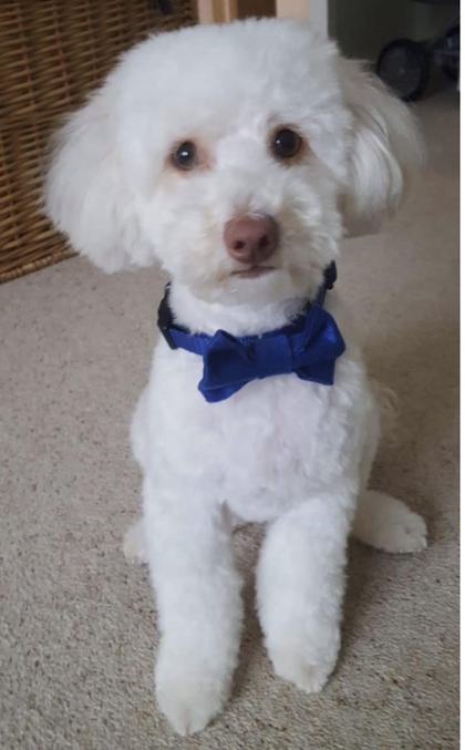 The original photograph of Baloo the miniature poodle in his bow tie