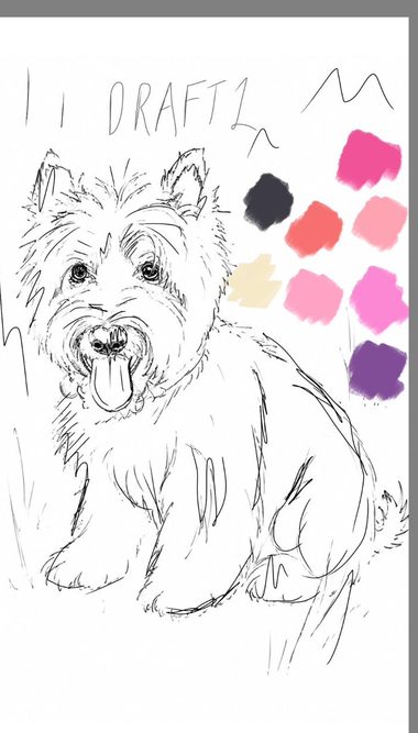 Line drawing of a small terrier sitting, with pink, coral and violet colour marks